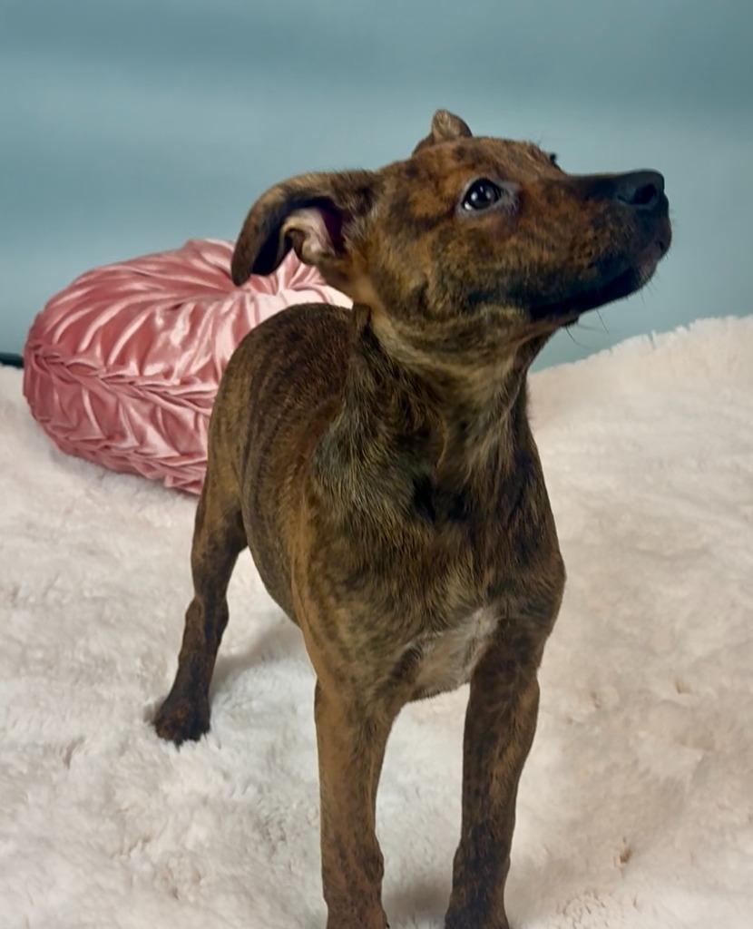 Skrrt, a Adoptable mixed breed in Phoenix, AZ image 2/6