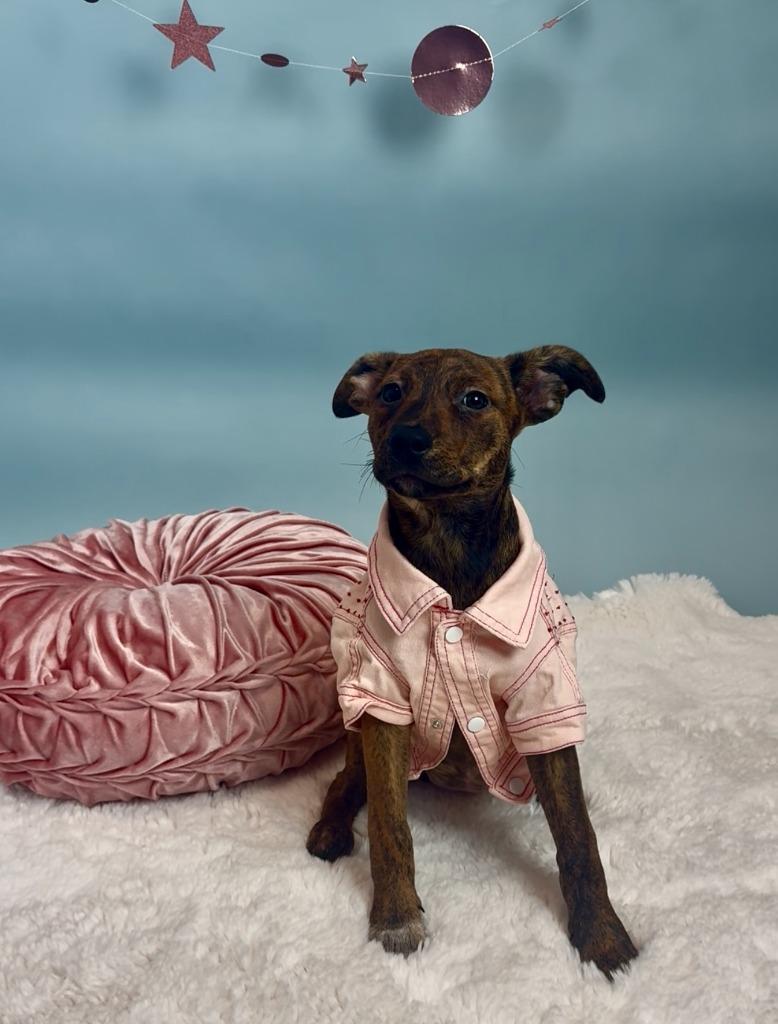 Skrrt, a Adoptable mixed breed in Phoenix, AZ image 4/6