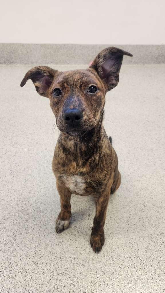 Skrrt, a Adoptable mixed breed in Phoenix, AZ image 5/6