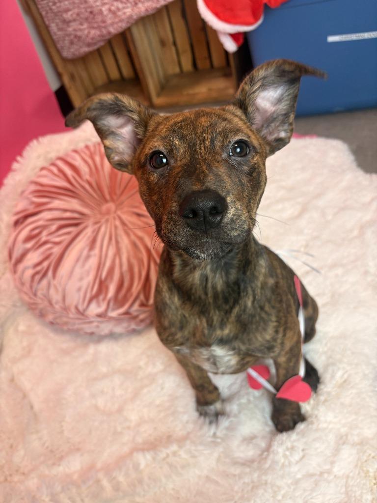 Skrrt, a Adoptable mixed breed in Phoenix, AZ image 6/6