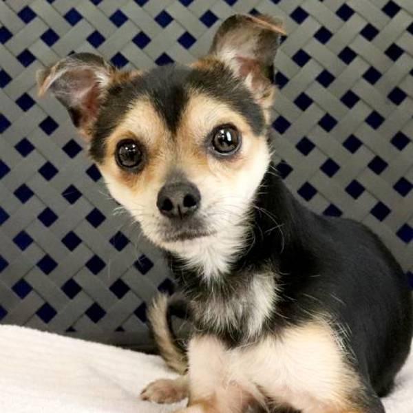 Cody, Adoptable, Adult Male Chihuahua.