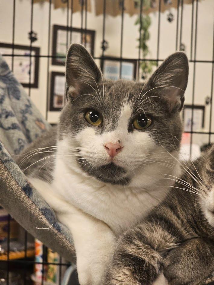 Dane, Adoptable, Young Male Domestic Short Hair.