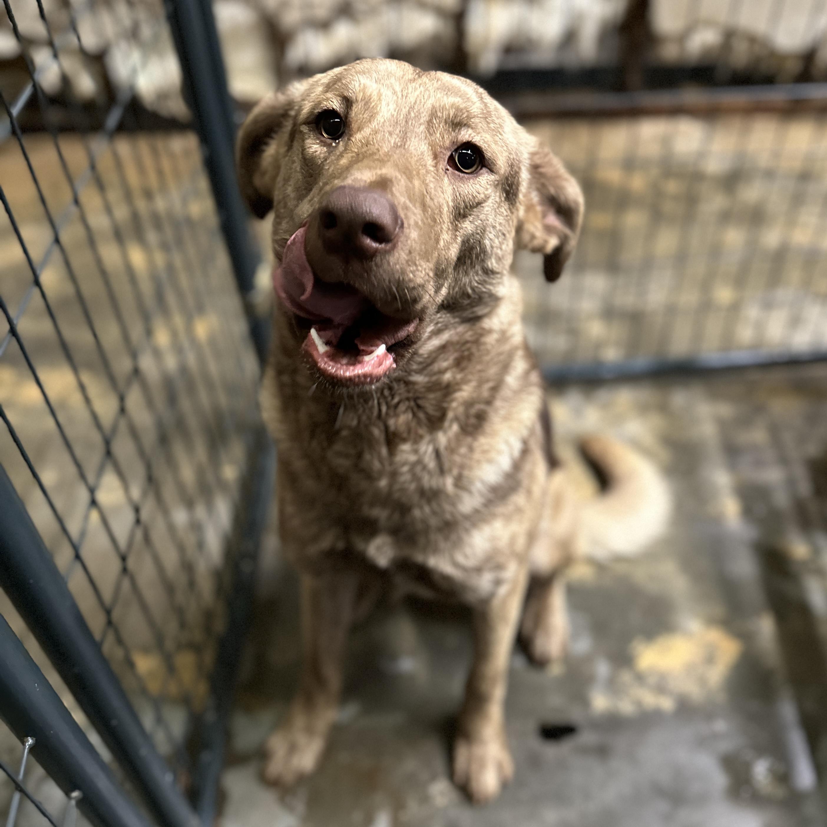 Dobby — thumbnail 2