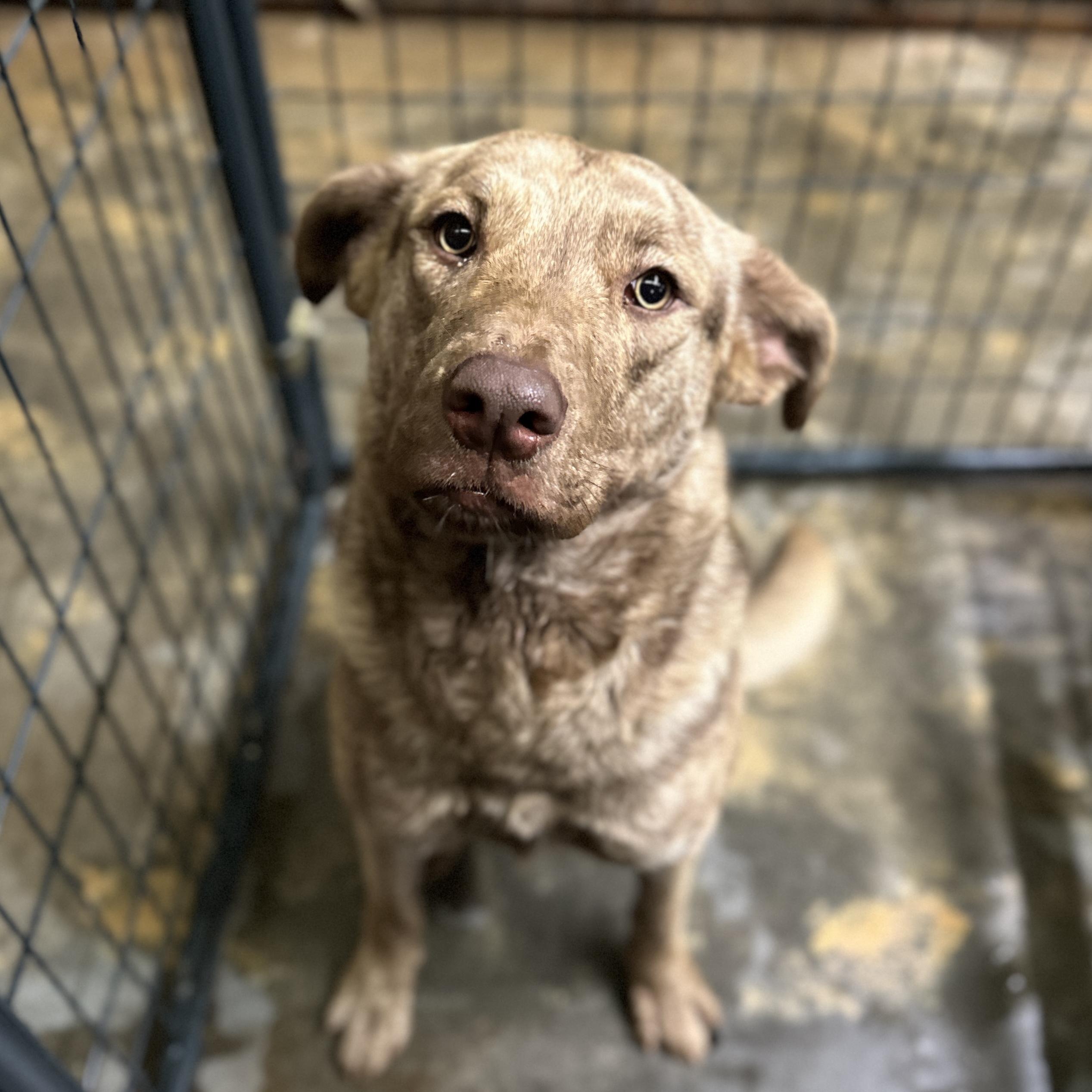 Dobby — thumbnail 6