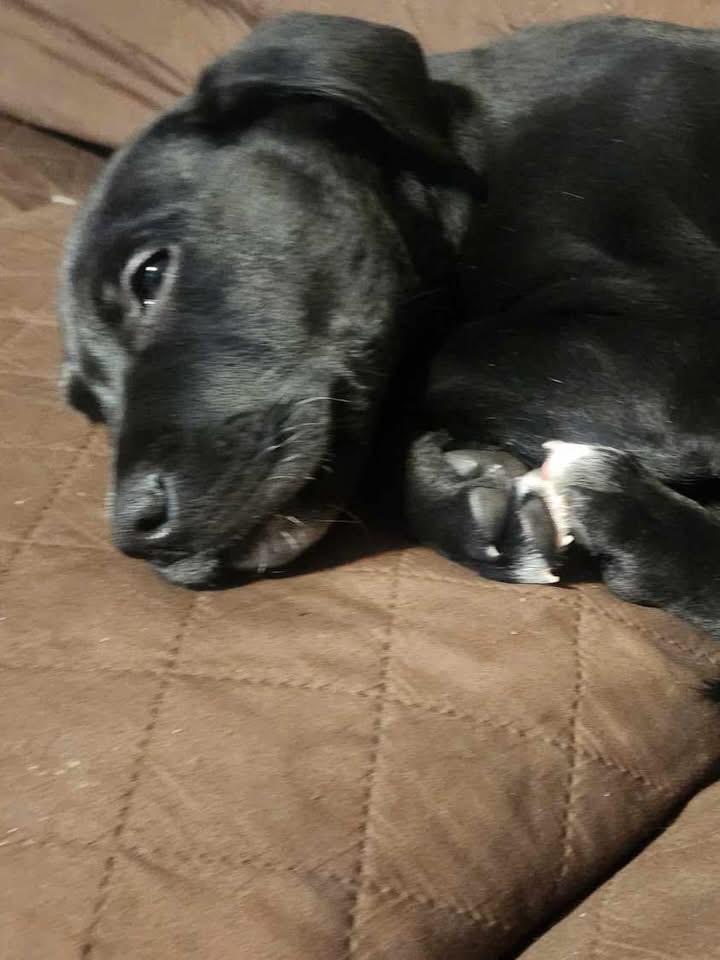 Enlarge Knox , a ADOPTABLE mixed breed in Akron, NY image 2/3