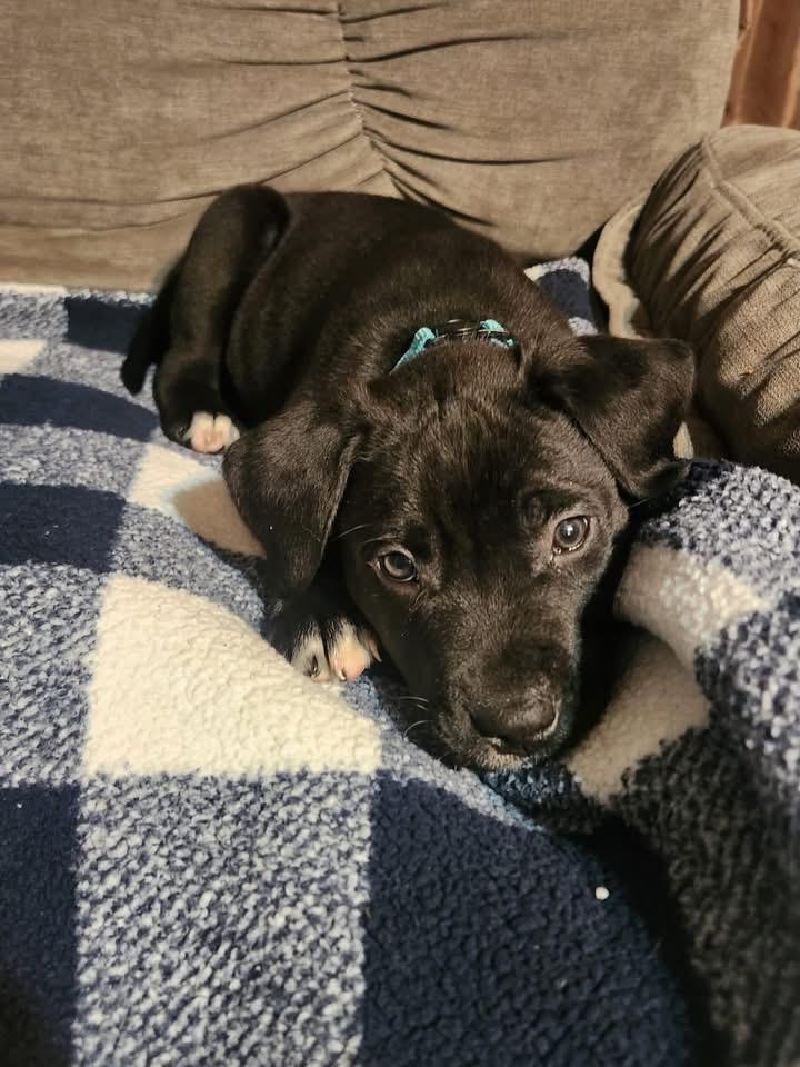 Enlarge Knox , a ADOPTABLE mixed breed in Akron, NY image 1/3