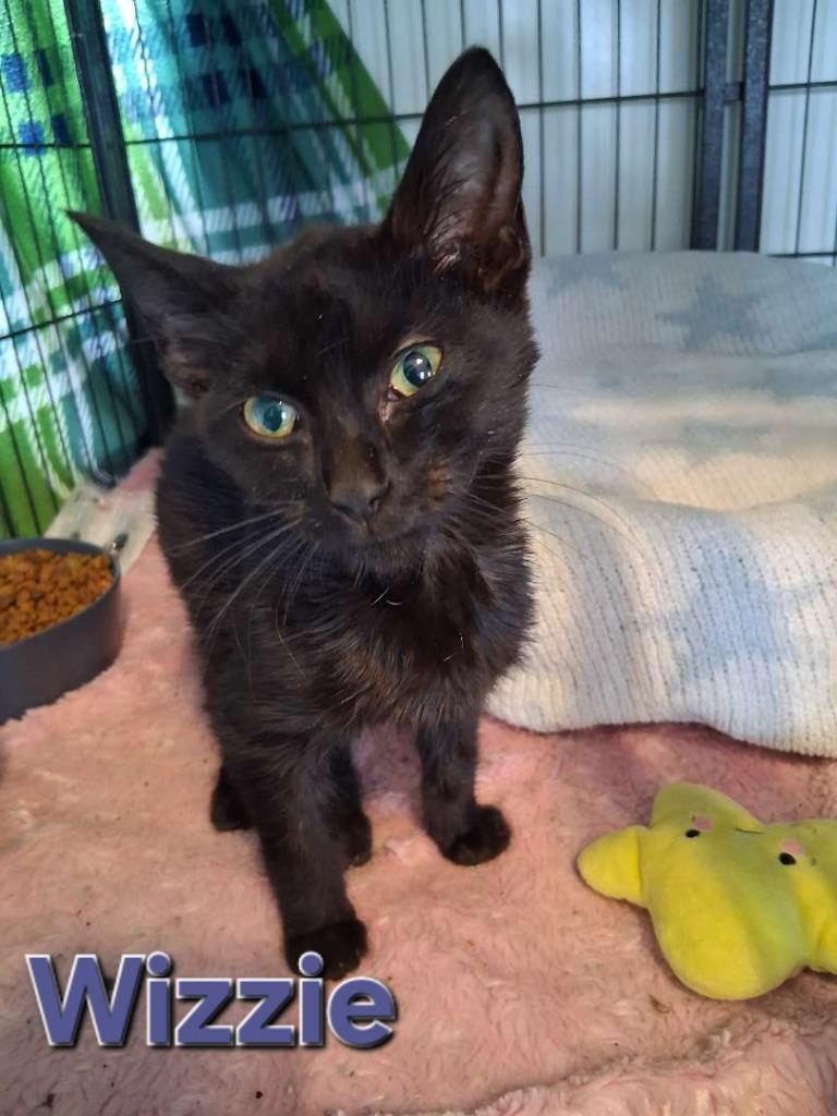 Enlarge Wizzie, a Adoptable Domestic Short Hair in Hillsboro, OH image 1/1