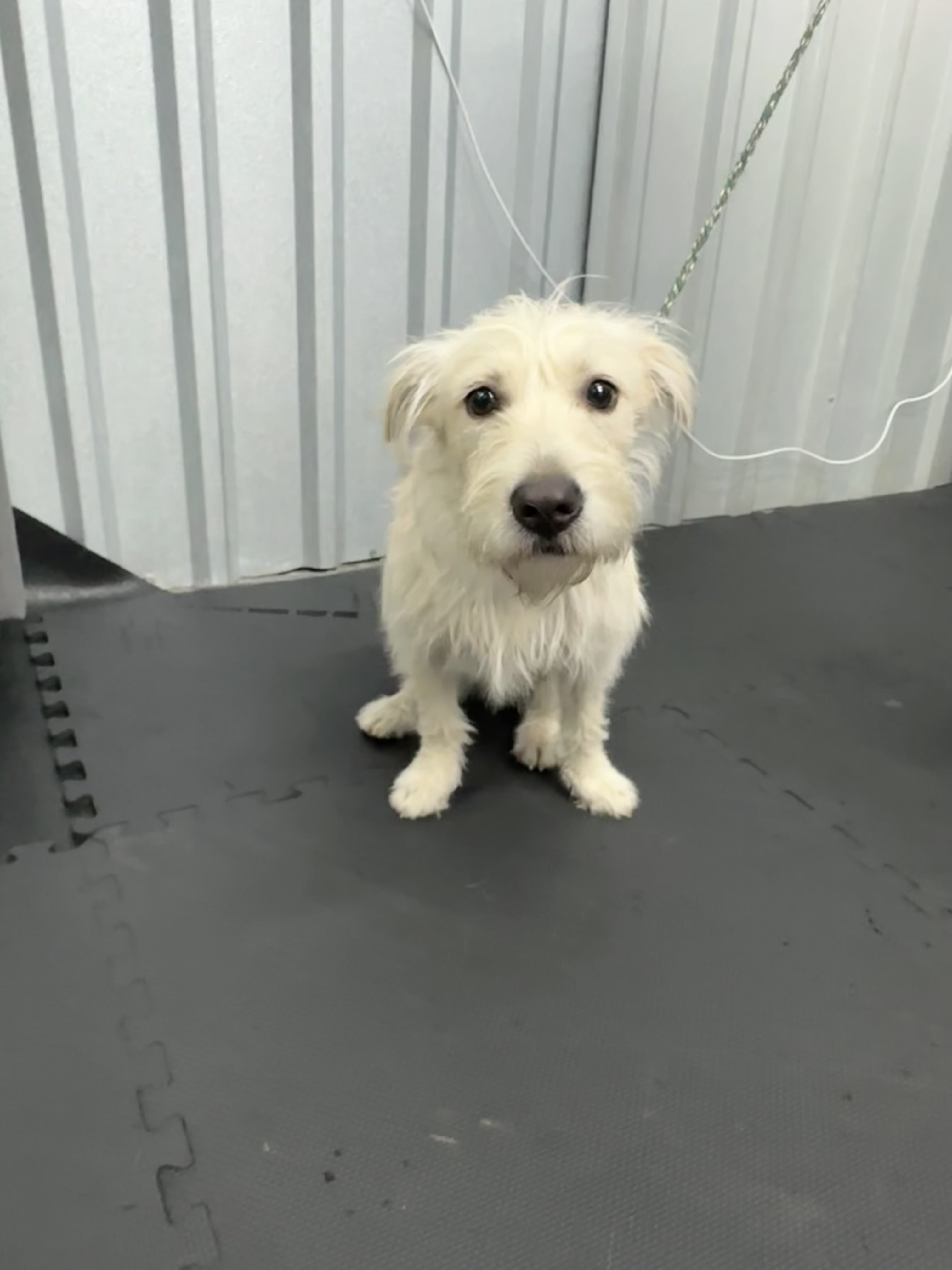 Dog for adoption Goldie, a Wirehaired Terrier Mix in Marietta, GA