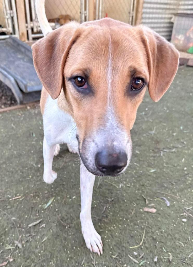 Enlarge Kanploo (Soi Dog), a Adoptable Affenpinscher in San Diego, CA image 1/3