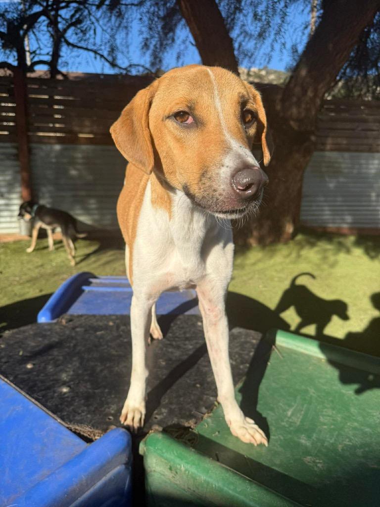 Enlarge Kanploo (Soi Dog), a Adoptable Affenpinscher in San Diego, CA image 2/3
