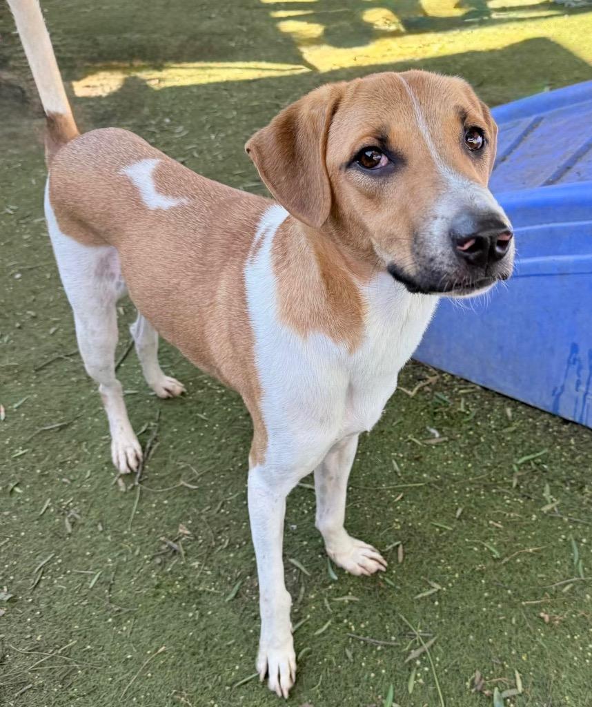 Enlarge Kanploo (Soi Dog), a Adoptable Affenpinscher in San Diego, CA image 3/3