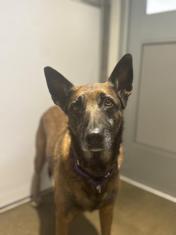 Llama, Adoptable, Senior Female Belgian Shepherd / Sheepdog.