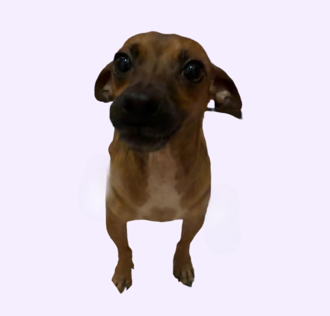 Enlarge Avita, a Adoptable mixed breed in Los Angeles, CA image 1/4