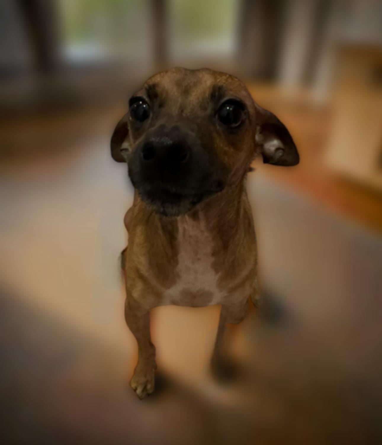 Enlarge Avita, a Adoptable mixed breed in Los Angeles, CA image 2/4