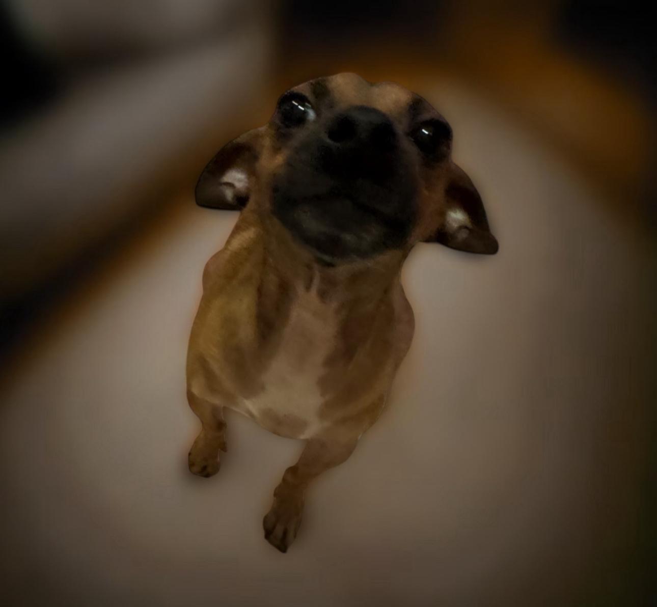 Enlarge Avita, a Adoptable mixed breed in Los Angeles, CA image 3/4