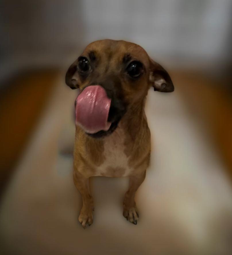 Enlarge Avita, a Adoptable mixed breed in Los Angeles, CA image 4/4