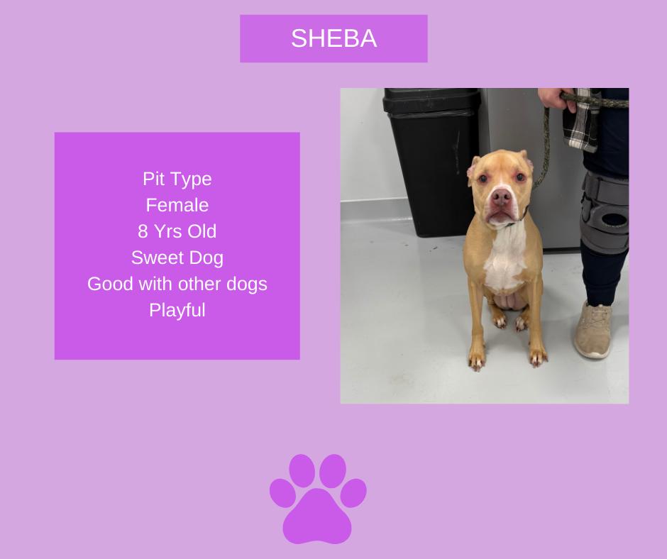 Sheba, ADOPTABLE, Adult Female Pit Bull Terrier.