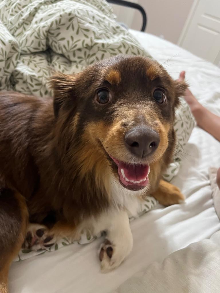 Enlarge Sydney, a Adopted Australian Shepherd in Bristol, WI image 1/1