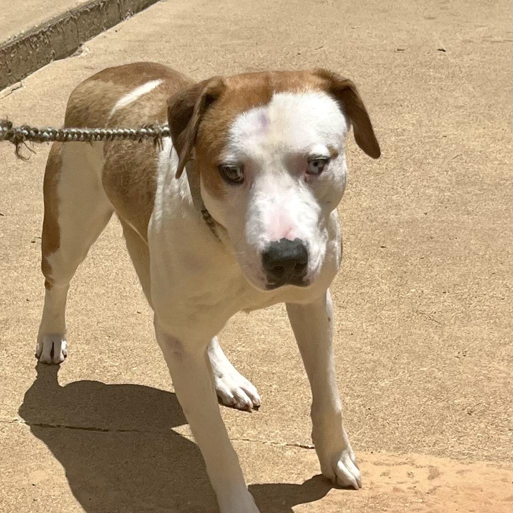 Enlarge Blaze, a Adoptable mixed breed in Palestine, TX image 2/6