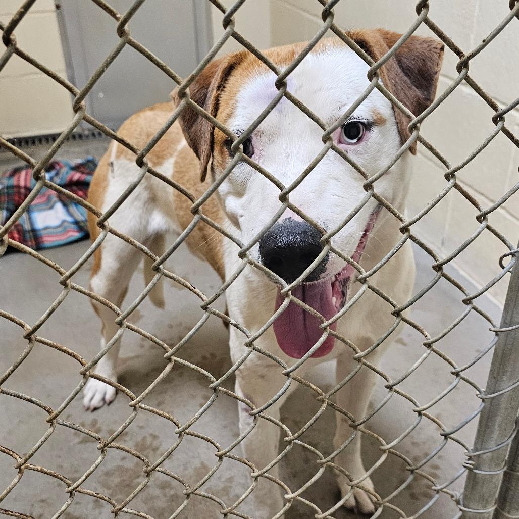 Enlarge Blaze, a Adoptable mixed breed in Palestine, TX image 3/6