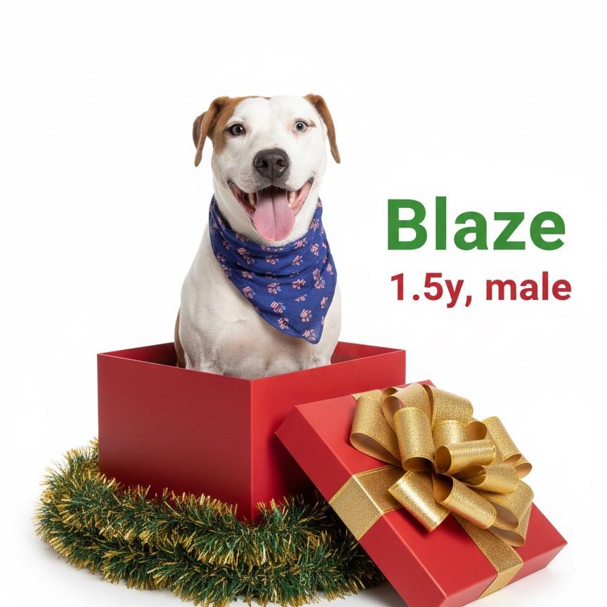 Enlarge Blaze, a Adoptable mixed breed in Palestine, TX image 5/6
