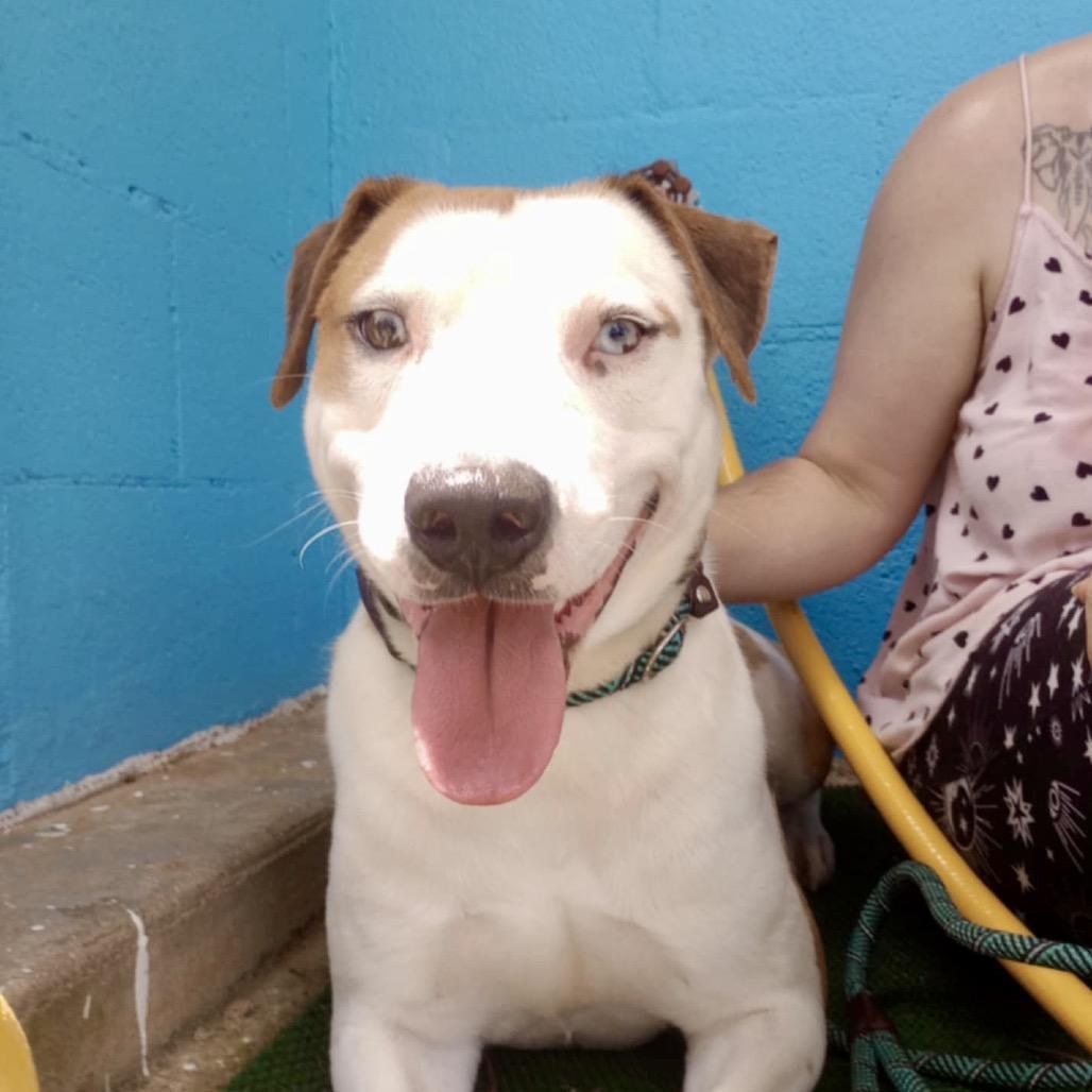 Enlarge Blaze, a Adoptable mixed breed in Palestine, TX image 6/6