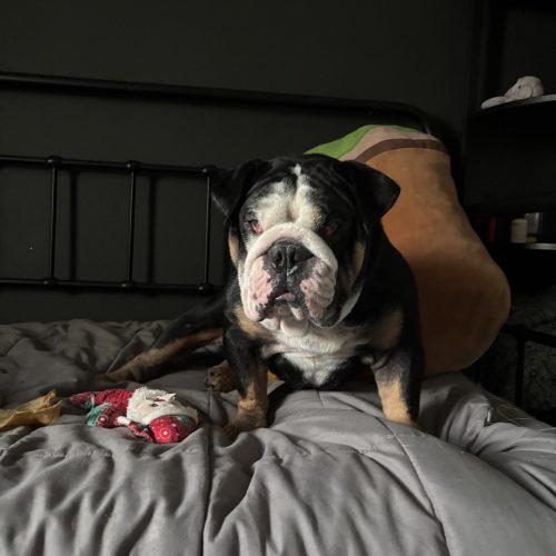 Enlarge Ares, a Adoptable English Bulldog in Chicago, IL image 1/4