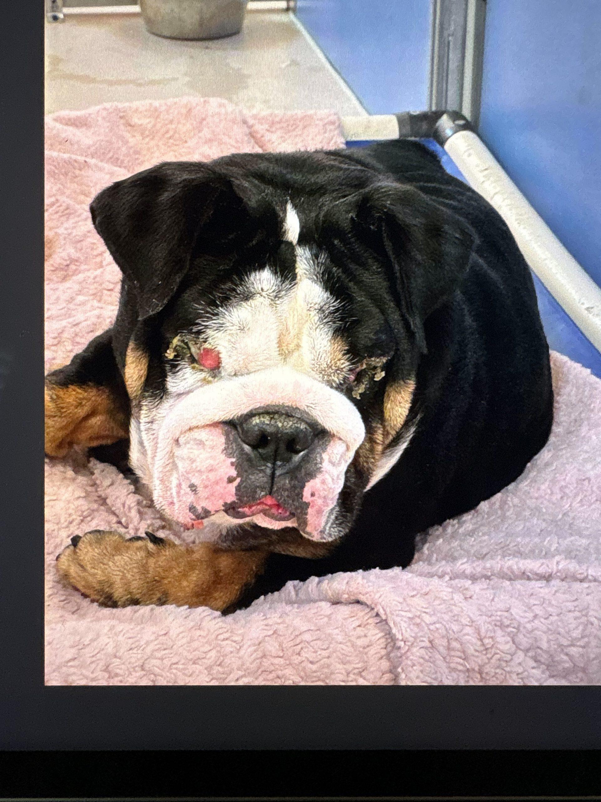 Enlarge Ares, a Adoptable English Bulldog in Chicago, IL image 2/4
