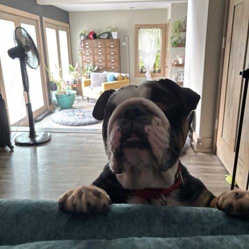 Enlarge Ares, a Adoptable English Bulldog in Chicago, IL image 3/4