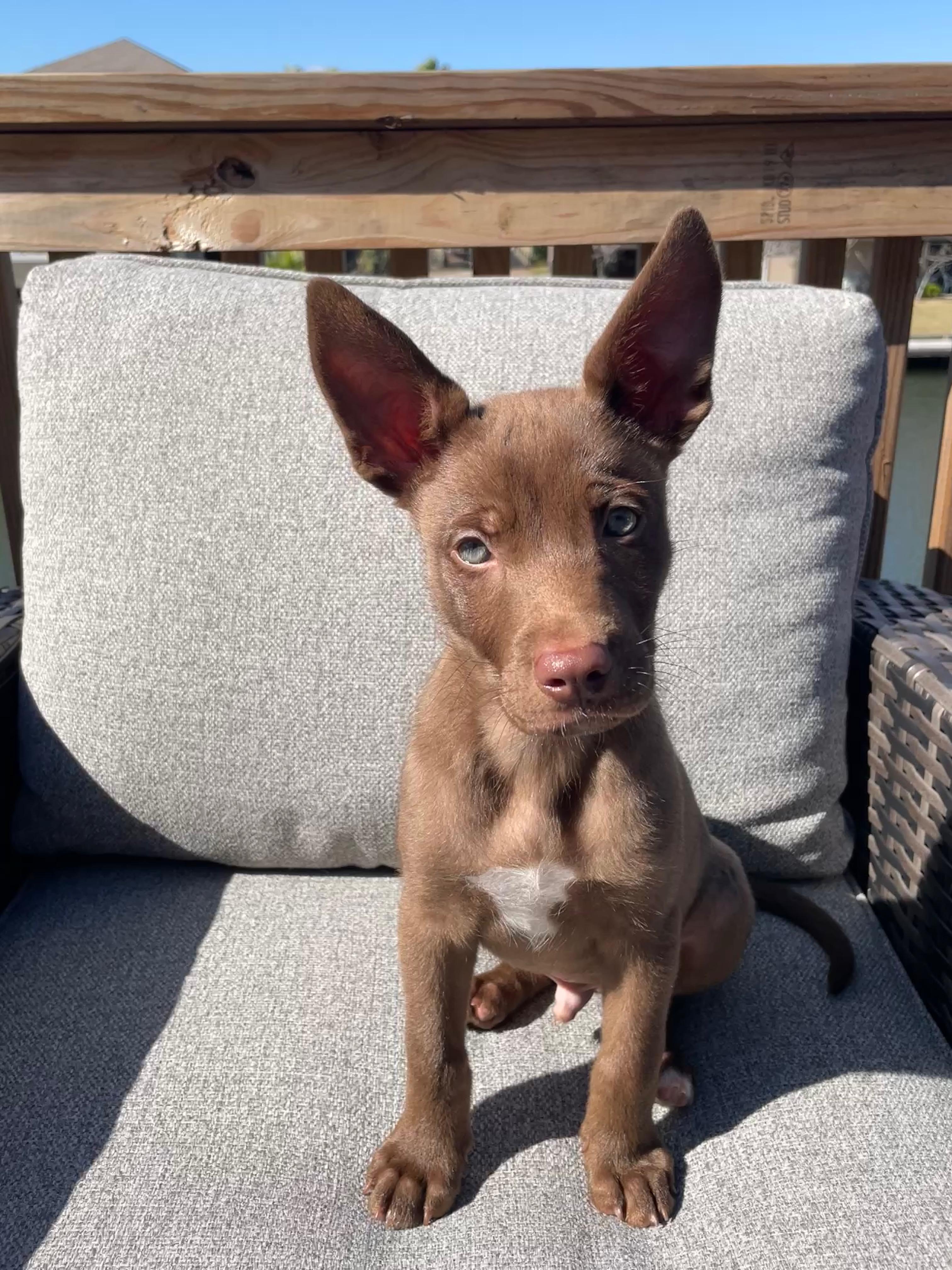 Enlarge Coffee, an adopted mixed breed in Blaine, WA image 3/6