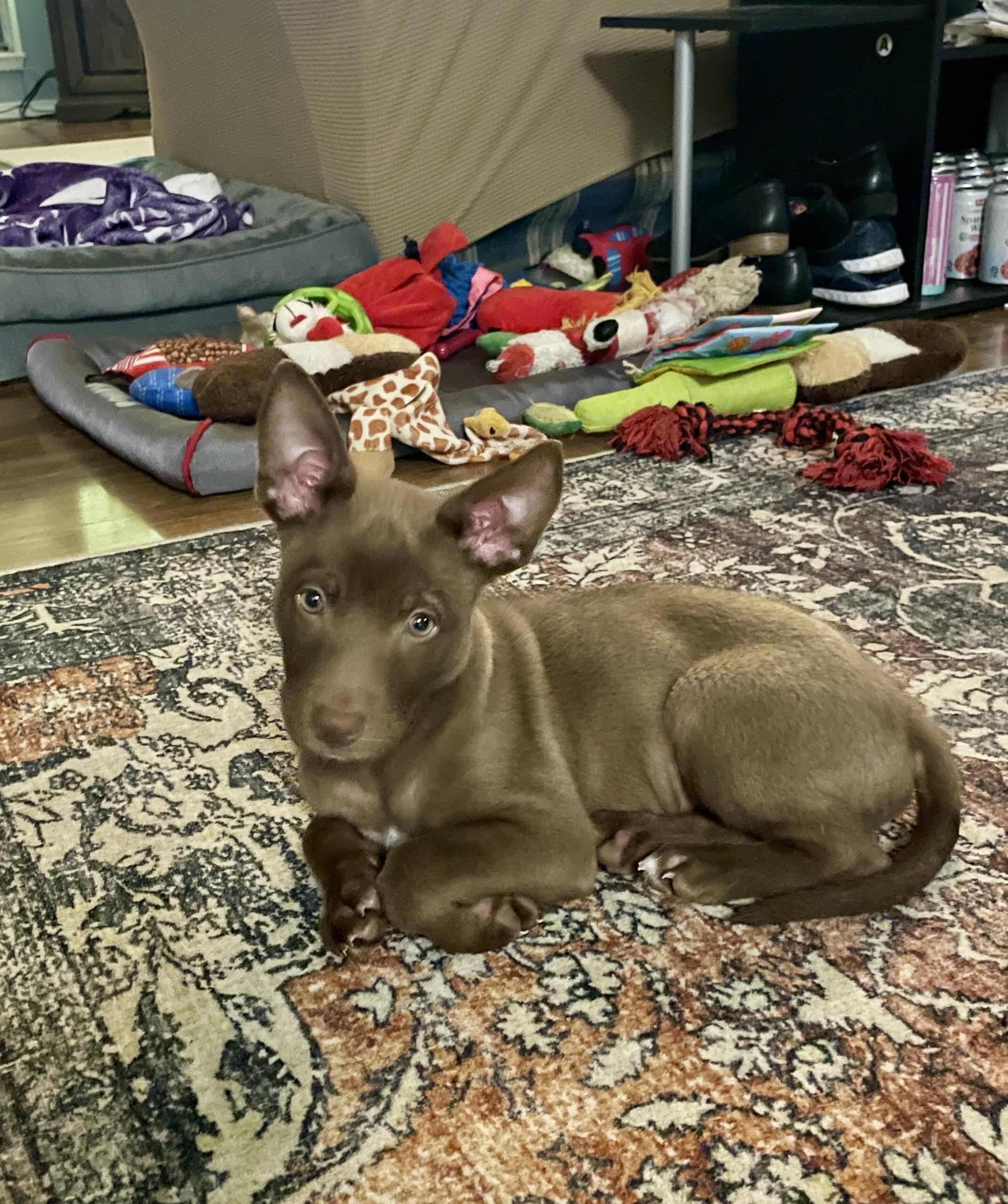 Enlarge Coffee, an adopted mixed breed in Blaine, WA image 5/6