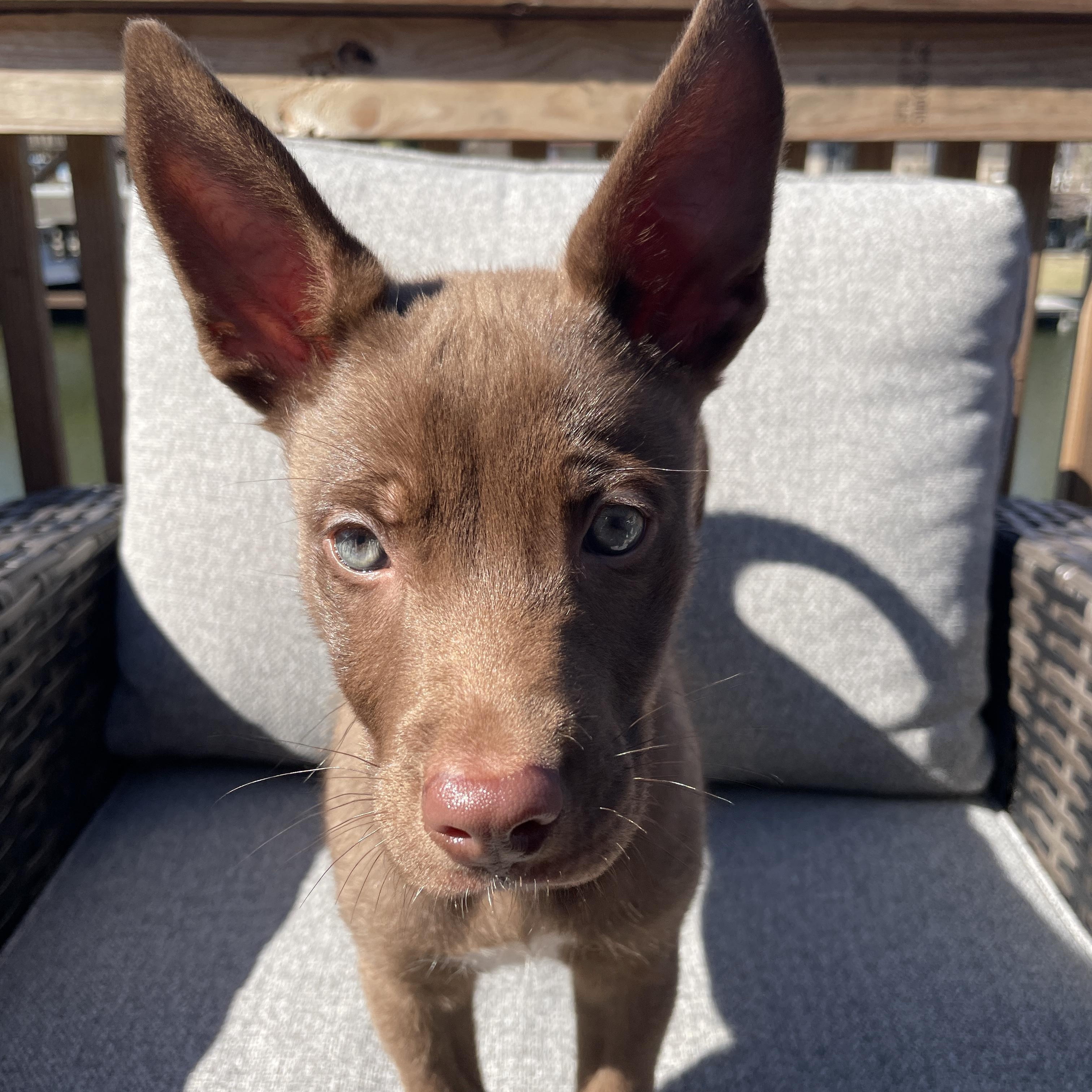 Enlarge Coffee, an adopted mixed breed in Blaine, WA image 2/6