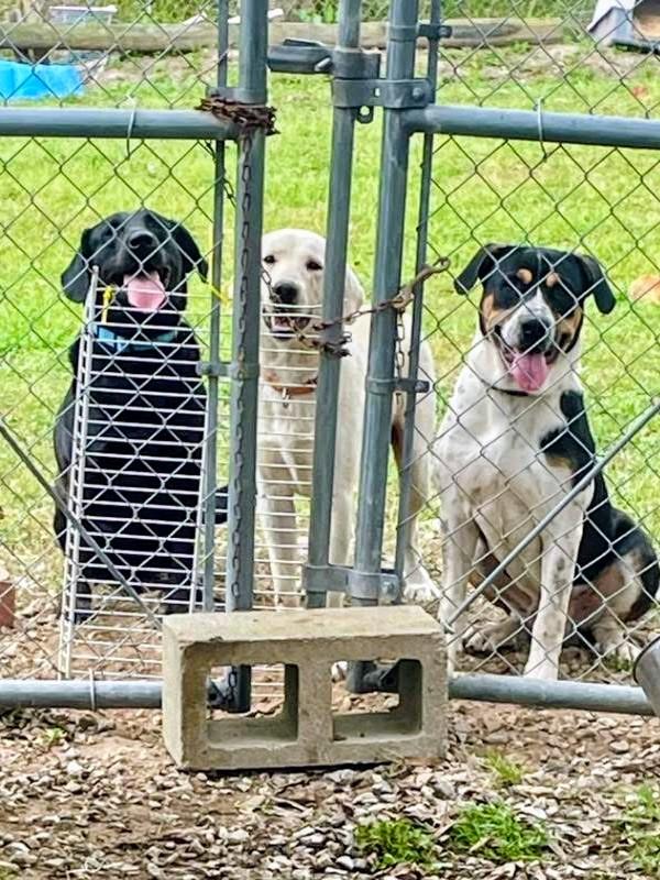 Enlarge Molly, an adoptable Black Labrador Retriever in Willington, CT image 5/6