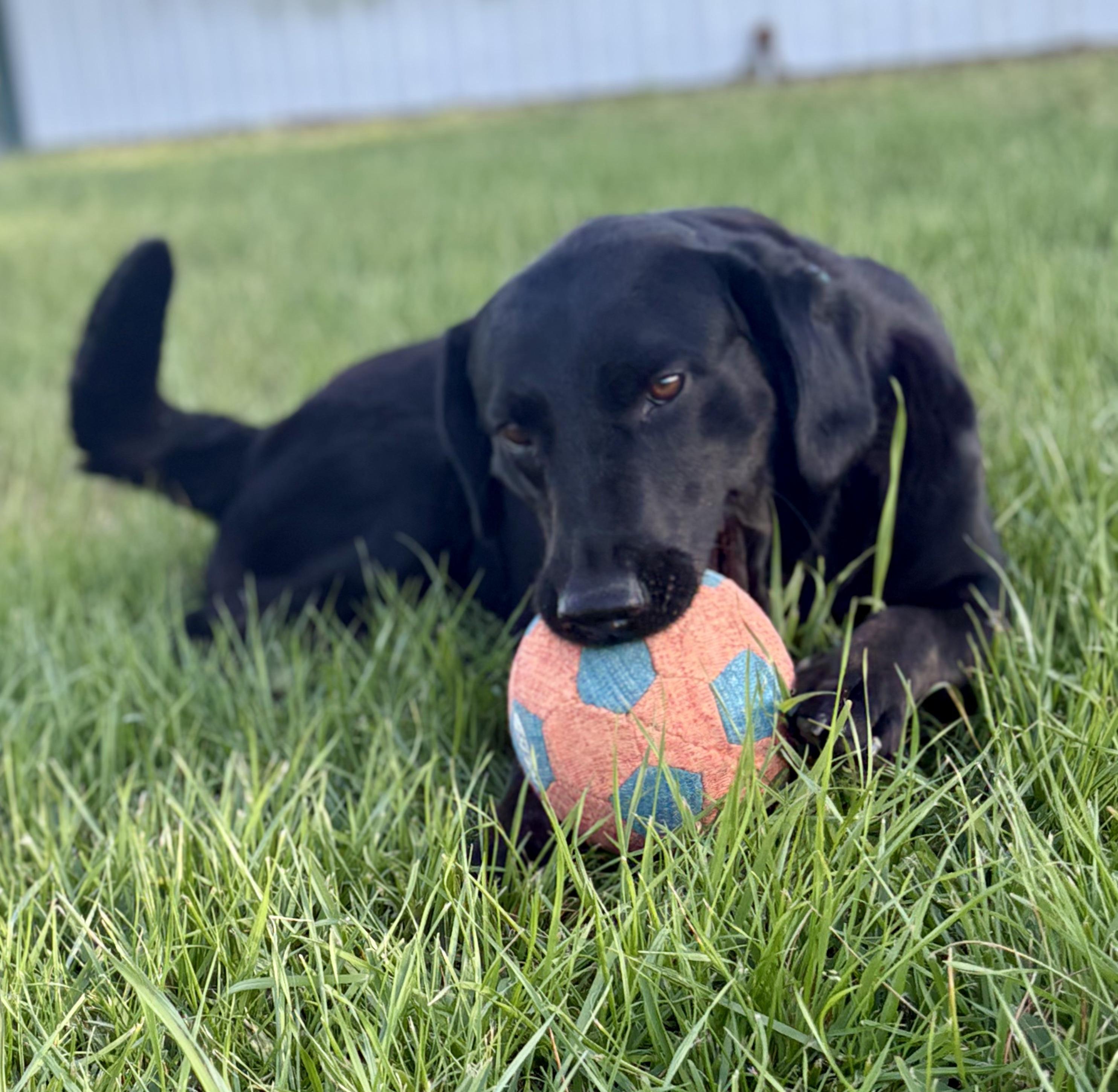 Enlarge Molly, an adoptable Black Labrador Retriever in Willington, CT image 4/6