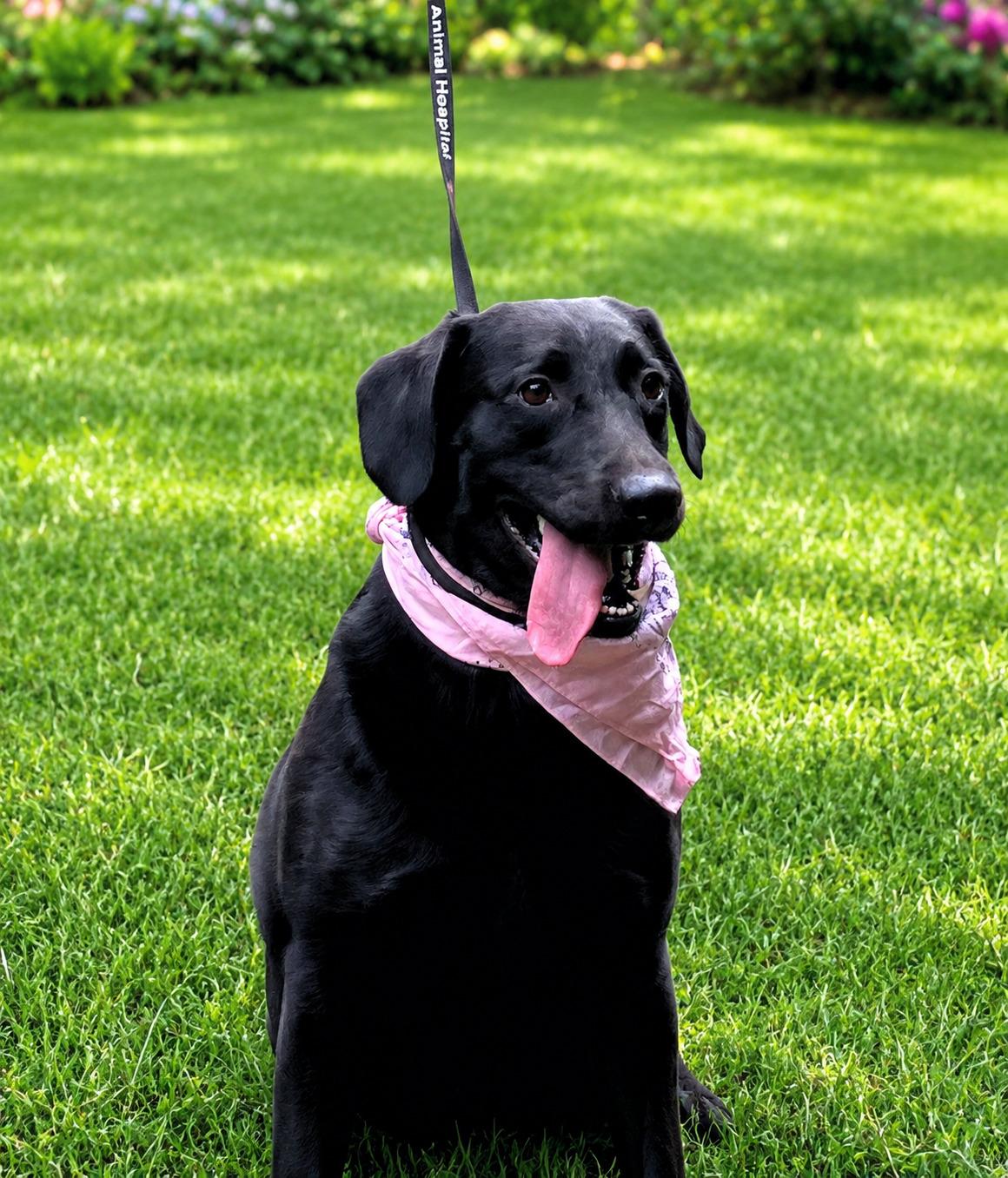 Molly, adoptable, Adult Female Black Labrador Retriever.