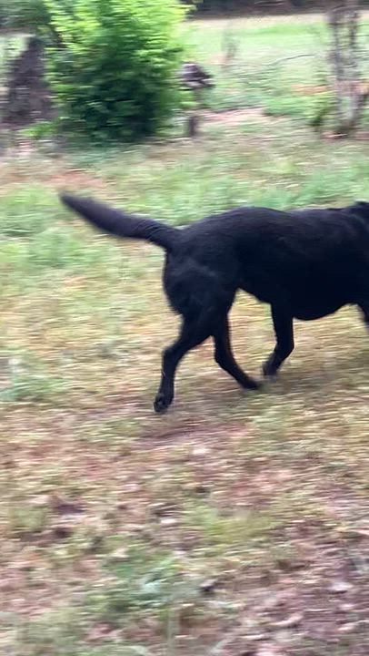 Enlarge Molly, an adoptable Black Labrador Retriever in Willington, CT video 6/6