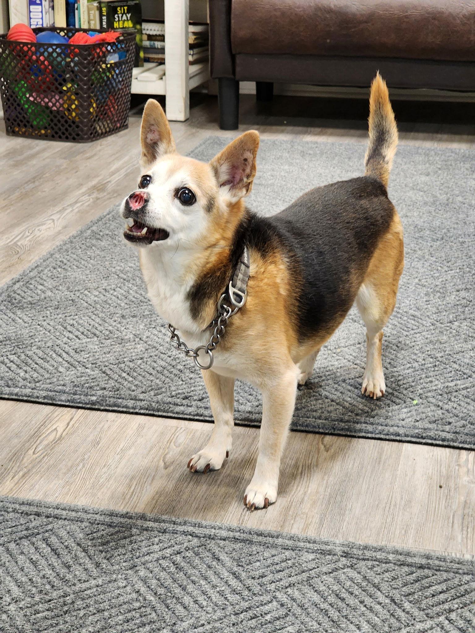 Adoption Pending - Giggles, Adoptable, Adult Male Mixed Breed.