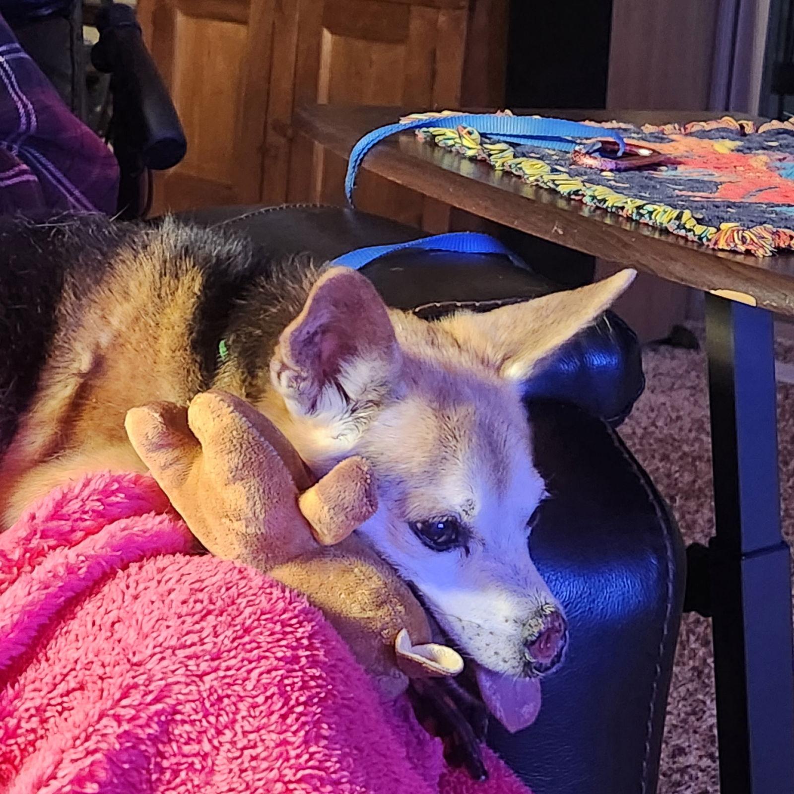 Enlarge Adoption Pending - Giggles, a Adoptable Mixed Breed in Emmett, ID image 2/3