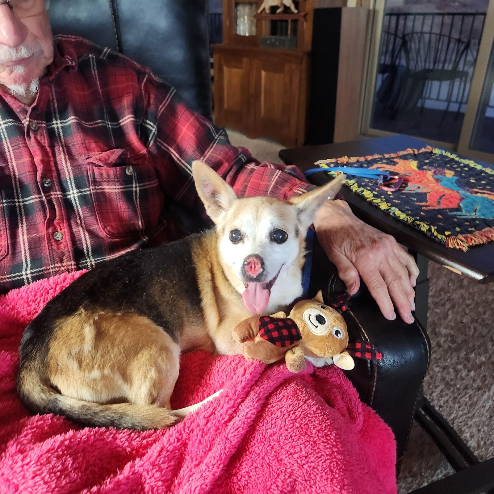 Enlarge Adoption Pending - Giggles, a Adoptable Mixed Breed in Emmett, ID image 3/3