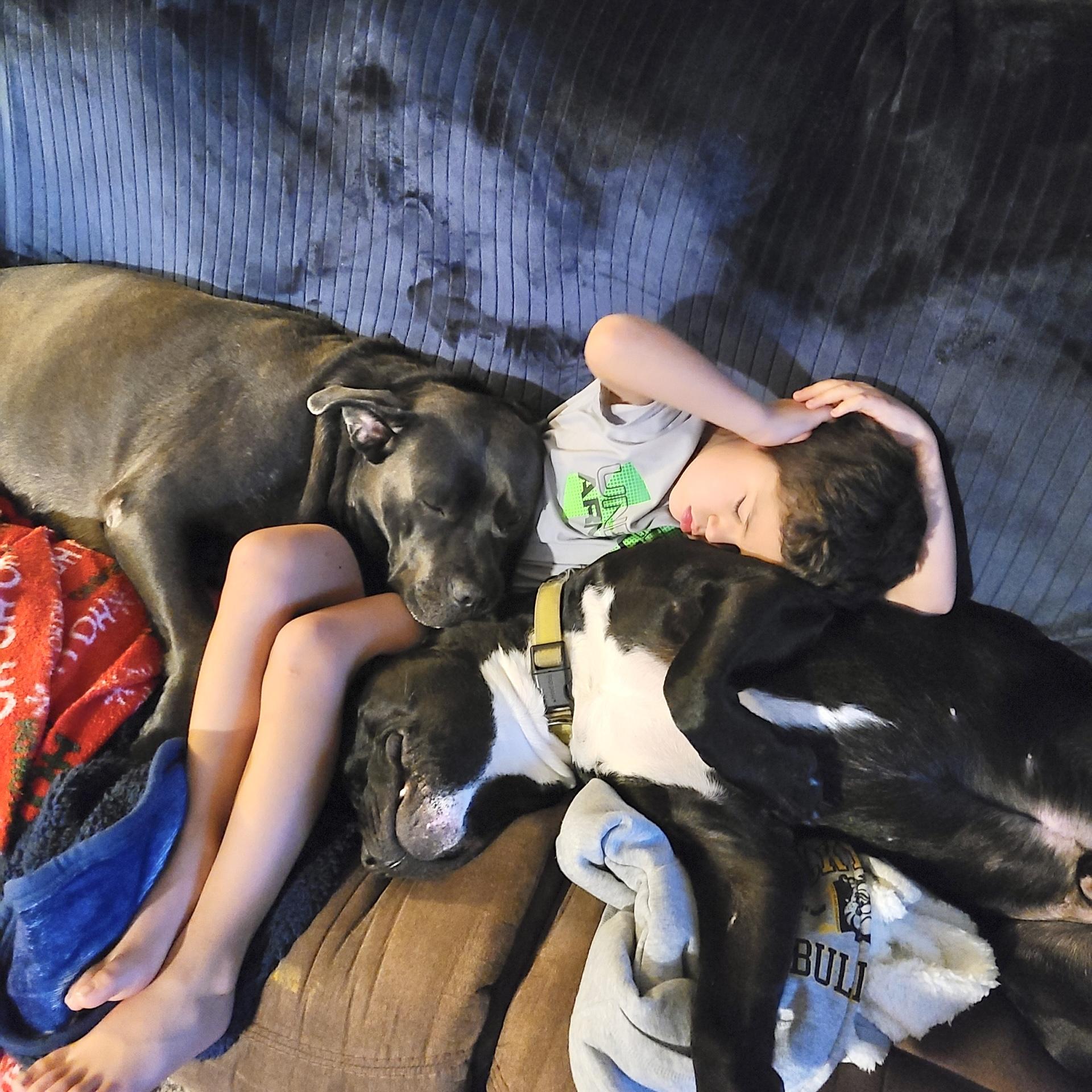 Enlarge Chief, a Adoptable mixed breed in Portland, OR image 4/6