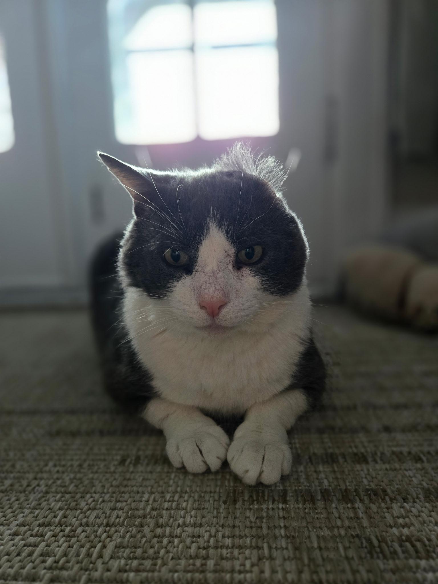Ferdinand, a ADOPTABLE Domestic Short Hair in Rochester, NY image 3/5