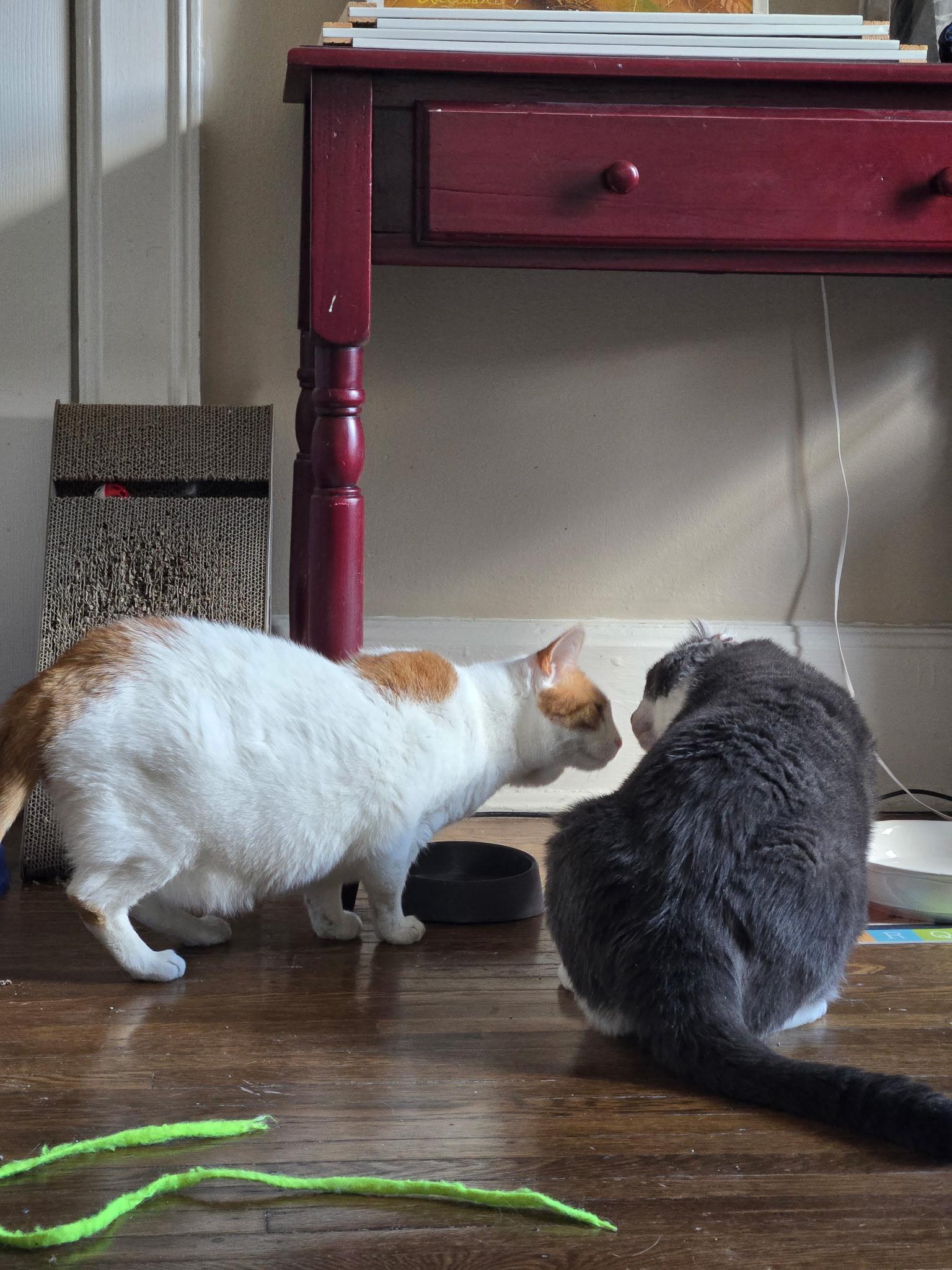 Ferdinand, a ADOPTABLE Domestic Short Hair in Rochester, NY image 5/5