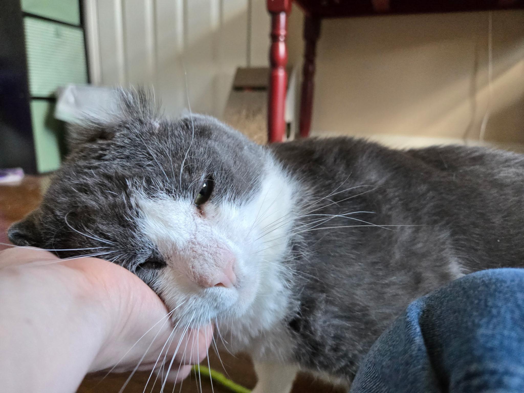 Ferdinand, a ADOPTABLE Domestic Short Hair in Rochester, NY image 4/5