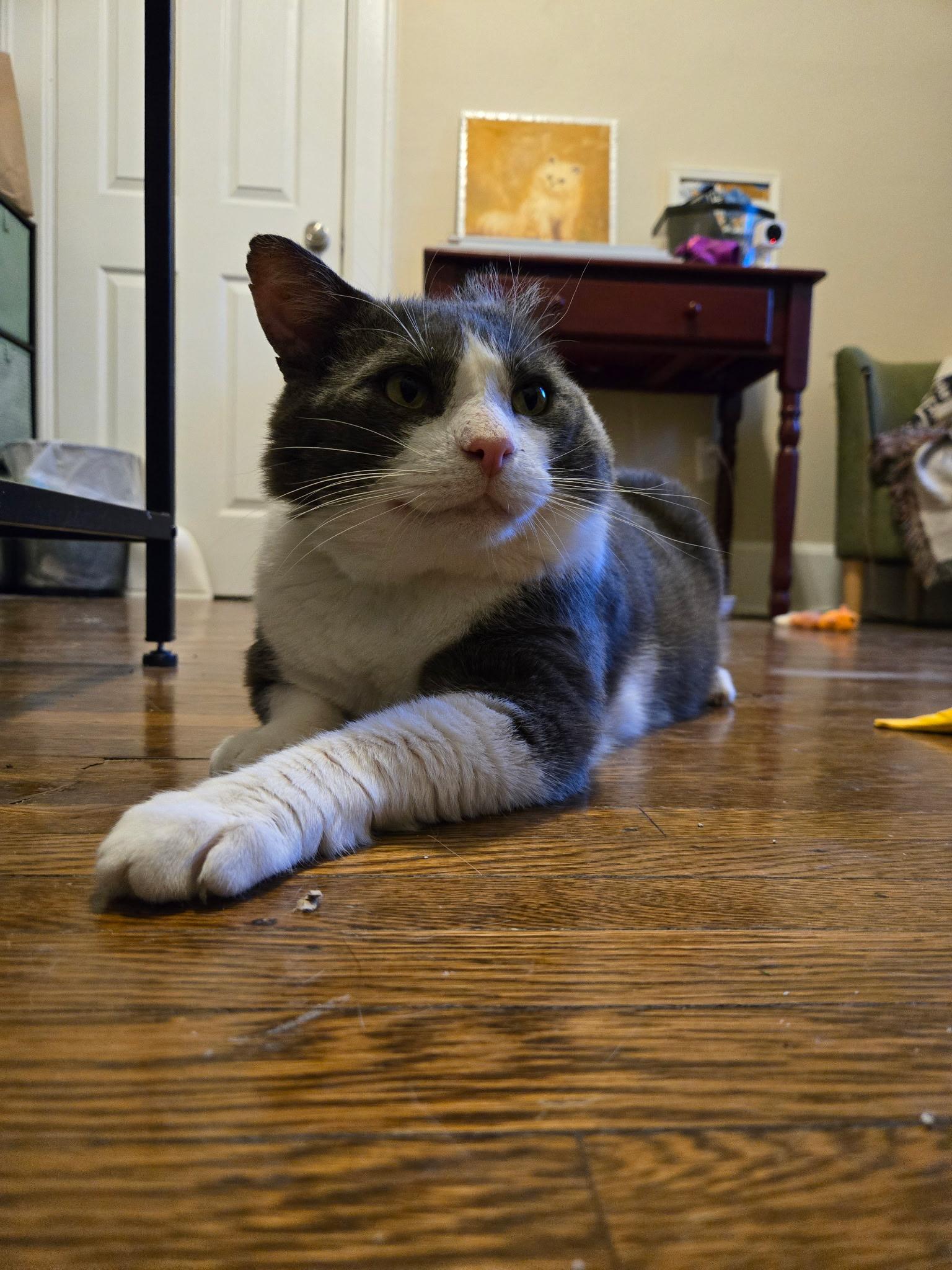 Ferdinand, a ADOPTABLE Domestic Short Hair in Rochester, NY image 2/5