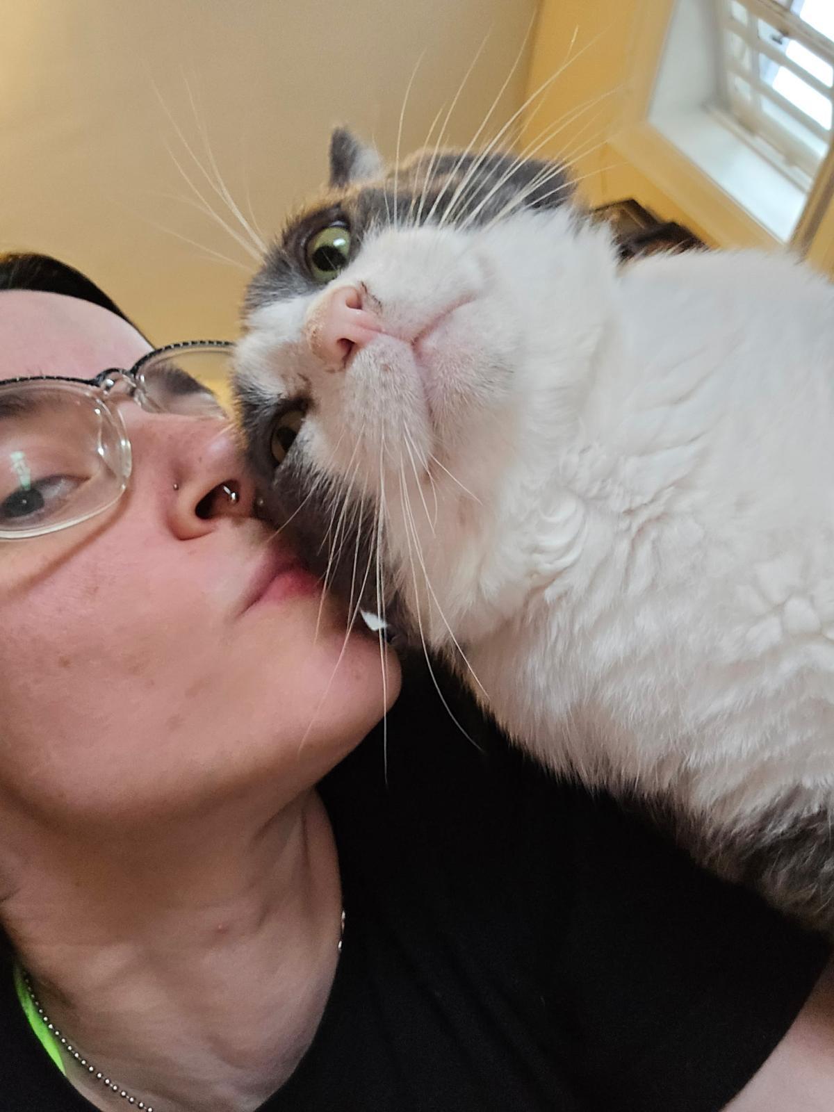 Ferdinand, a ADOPTABLE Domestic Short Hair in Rochester, NY image 1/5