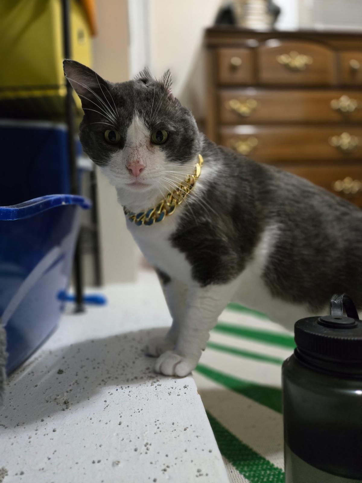 Enlarge Ferdinand, a ADOPTABLE Domestic Short Hair in Rochester, NY image 3/6