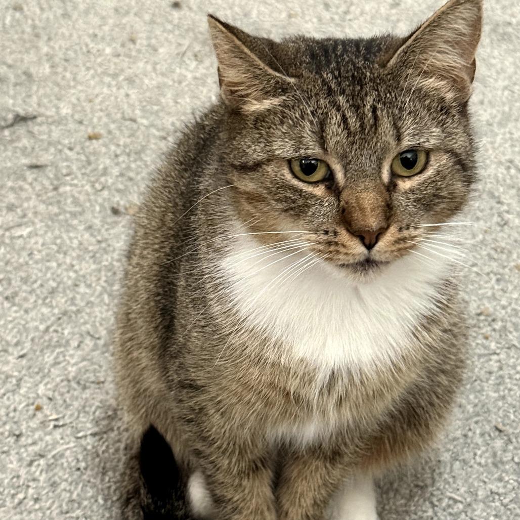 Remy, a Adoptable Domestic Short Hair in Marietta, GA image 1/2
