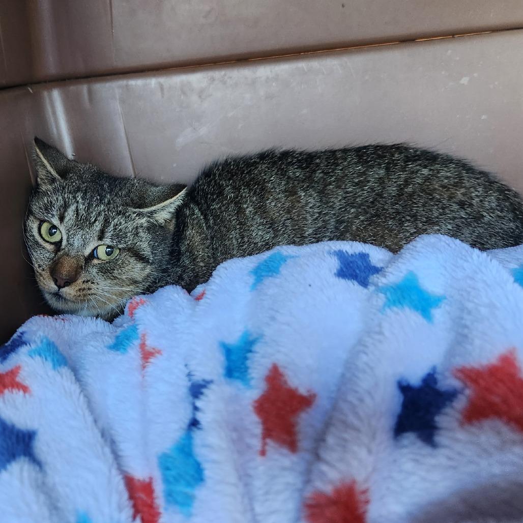 Remy, a Adoptable Domestic Short Hair in Marietta, GA image 2/2