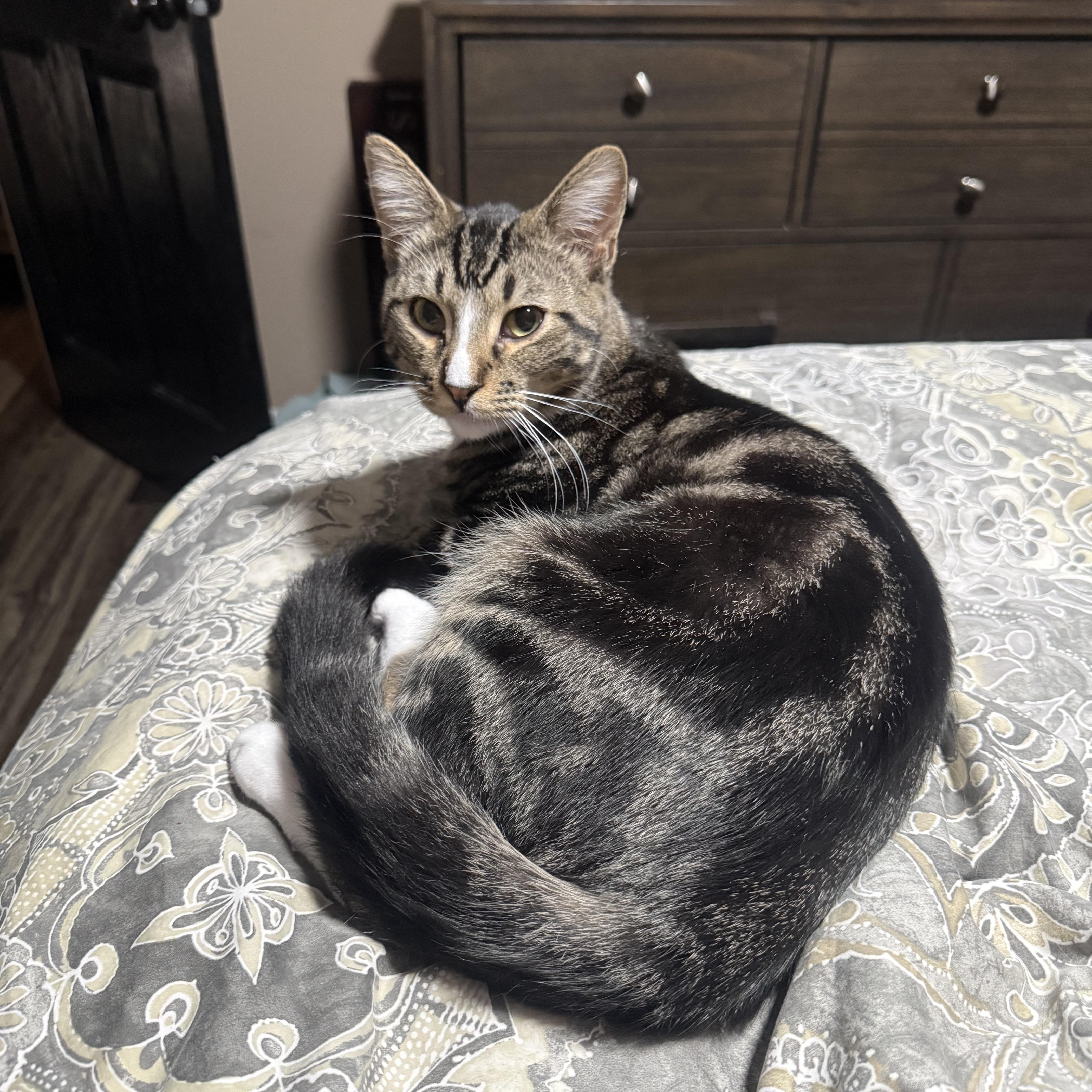 Noah, Adoptable, Young Male Tabby.