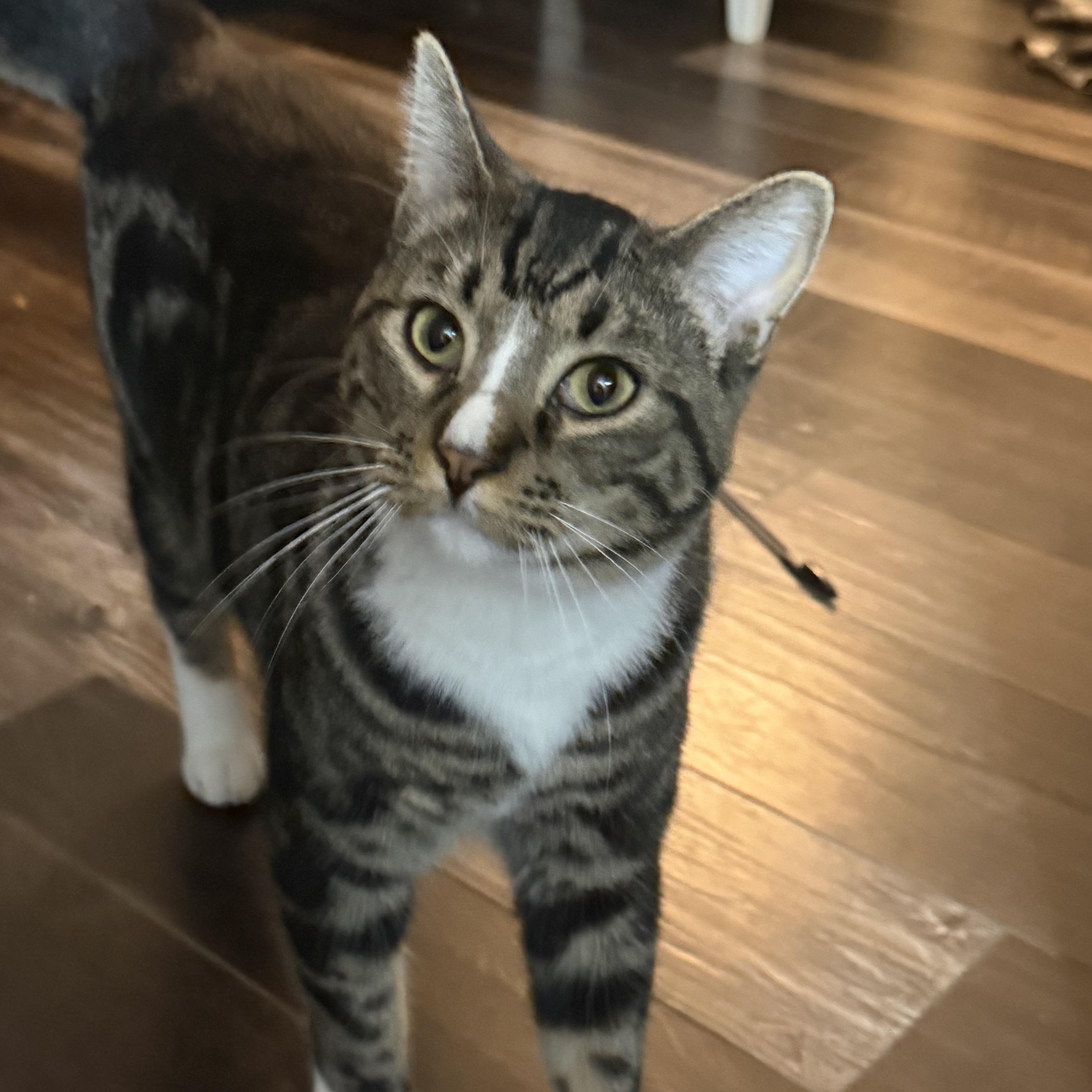 Nikkah, Adoptable, Adult Male Tabby.